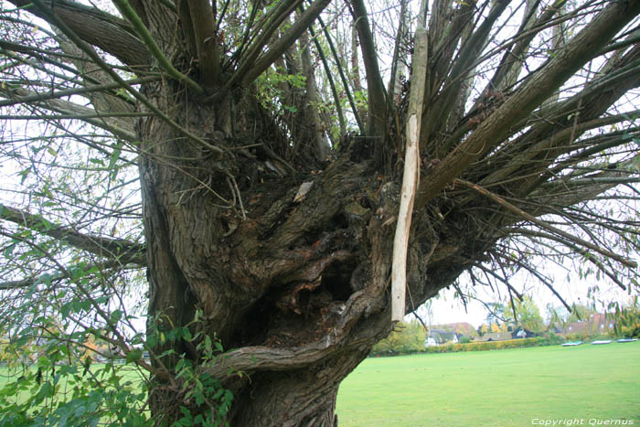 Boom nabij kerk THAME / Engeland 