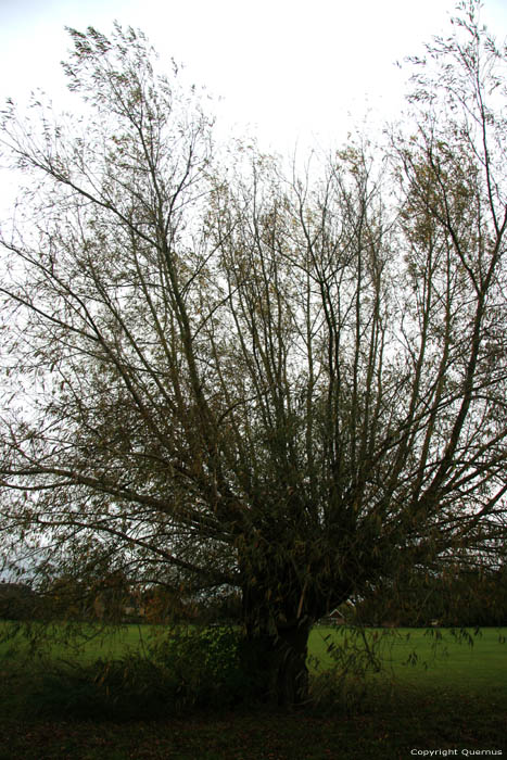 Boom nabij kerk THAME / Engeland 