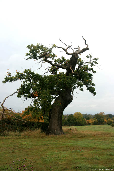 Cranbourne Park Old Oak Trees WINDSOR / United Kingdom 