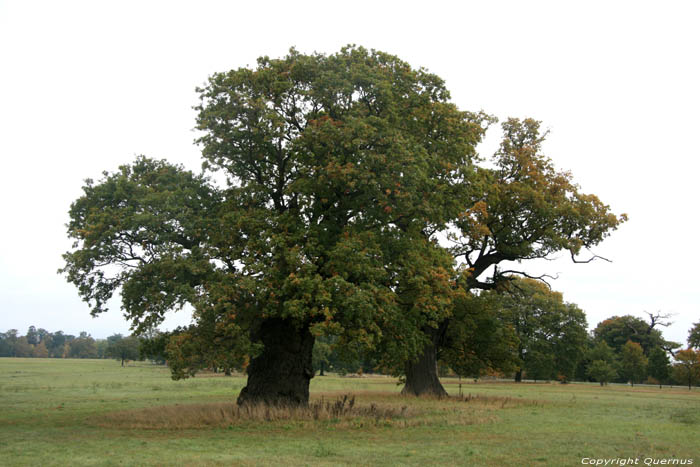 Cranbourne Park Old Oak Trees WINDSOR / United Kingdom 