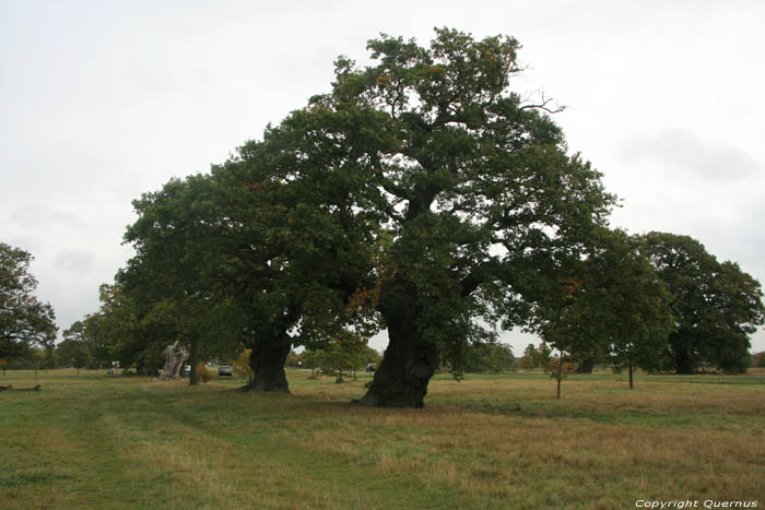 Cranbourne Park Old Oak Trees WINDSOR / United Kingdom 