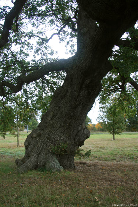 Cranbourne Park Old Oak Trees WINDSOR / United Kingdom 