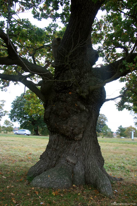 Cranbourne Park oude eikebomen WINDSOR / Engeland 