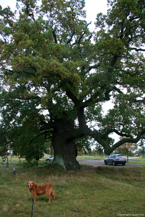 Cranbourne Park oude eikebomen WINDSOR / Engeland 