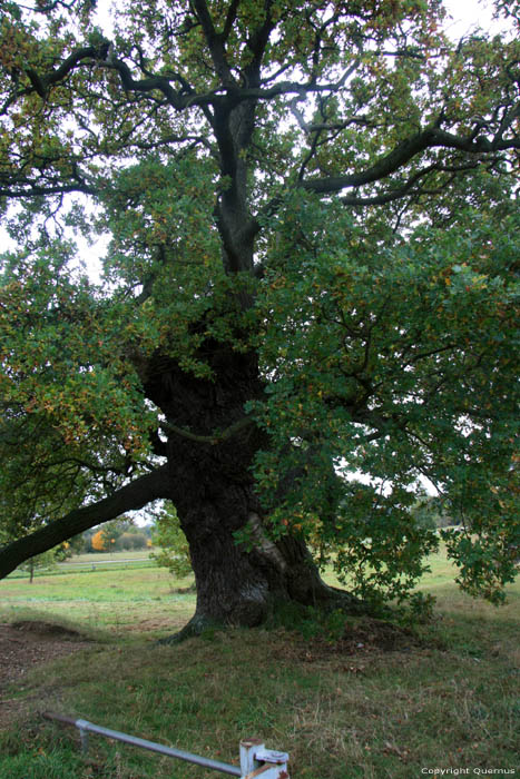 Cranbourne Park oude eikebomen WINDSOR / Engeland 