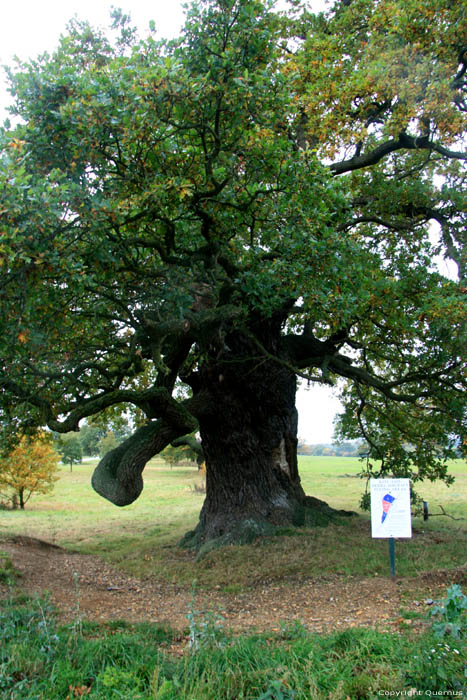 Cranbourne Park oude eikebomen WINDSOR / Engeland 