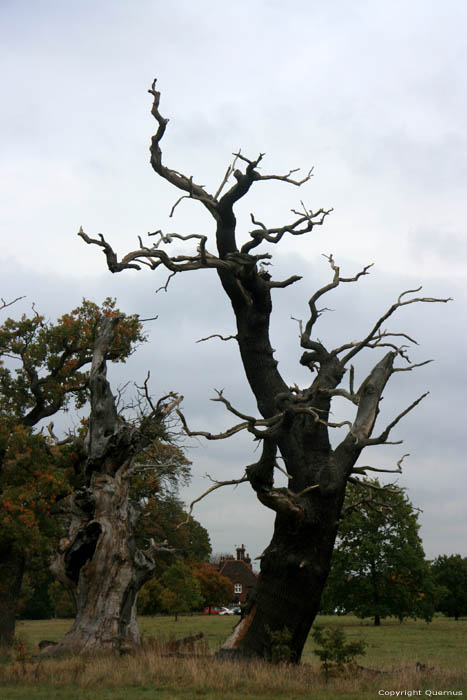 Cranbourne Park oude eikebomen WINDSOR / Engeland 