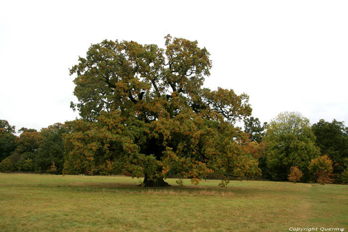 Cranbourne Park oude eikebomen WINDSOR / Engeland 