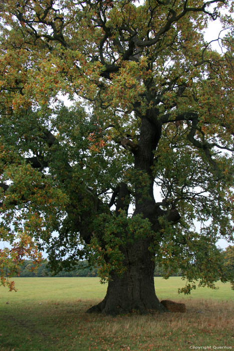 Cranbourne Park Old Oak Trees WINDSOR / United Kingdom 