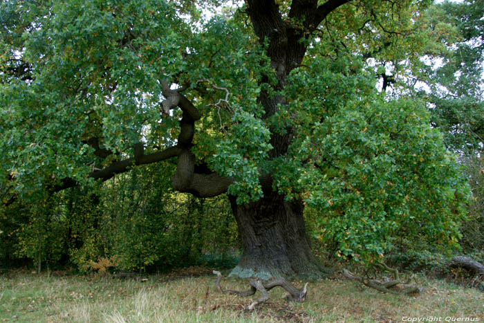 Cranbourne Park Old Oak Trees WINDSOR / United Kingdom 