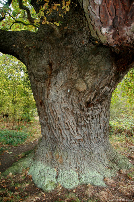 Cranbourne Park Old Oak Trees WINDSOR / United Kingdom 