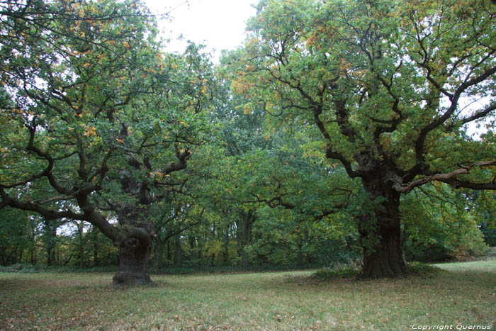 Cranbourne Park Old Oak Trees WINDSOR / United Kingdom 