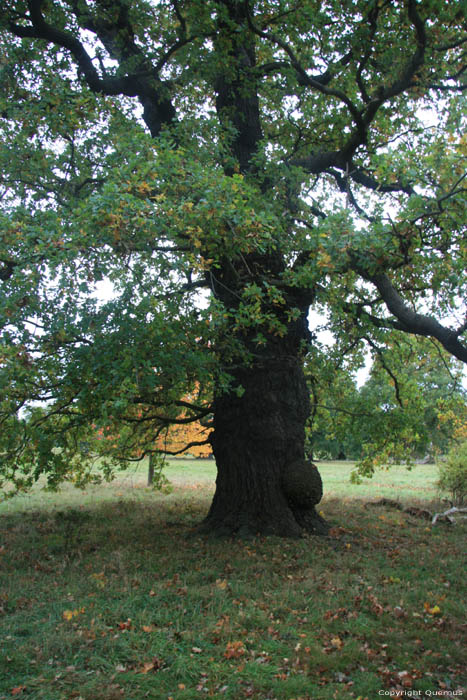 Cranbourne Park Old Oak Trees WINDSOR / United Kingdom 
