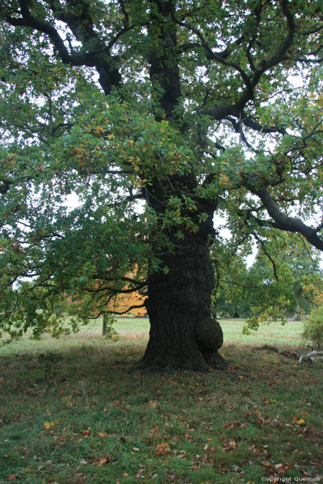 Parque Cranbourne Ancien Chnes WINDSOR / Angleterre 