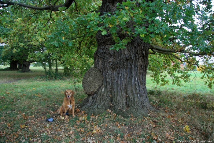 Cranbourne Park oude eikebomen WINDSOR / Engeland 