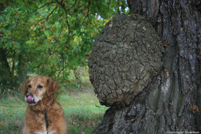 Cranbourne Park oude eikebomen WINDSOR / Engeland 