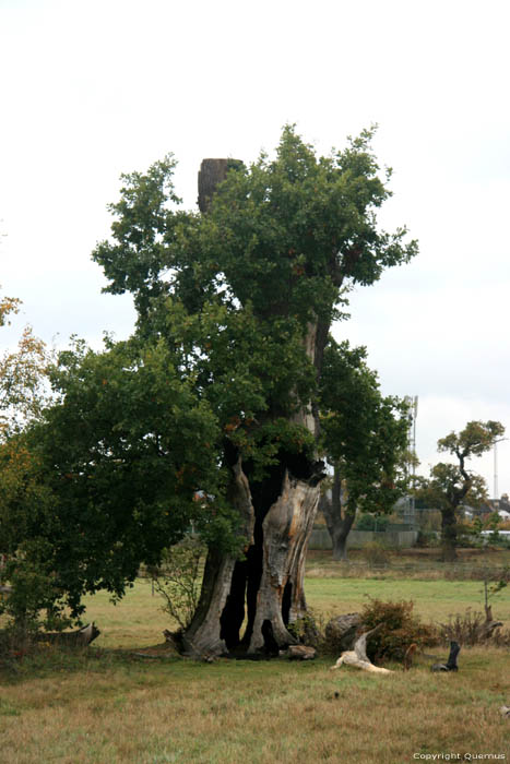 Cranbourne Park oude eikebomen WINDSOR / Engeland 