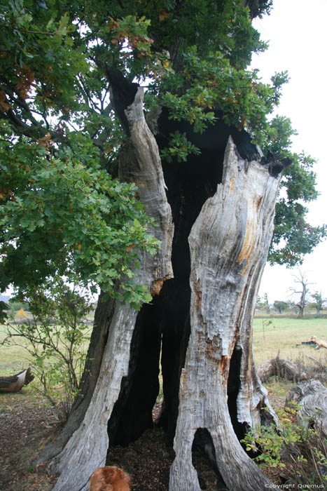 Cranbourne Park Old Oak Trees WINDSOR / United Kingdom 