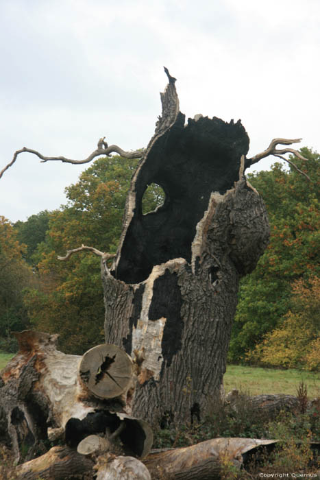 Cranbourne Park Old Oak Trees WINDSOR / United Kingdom 