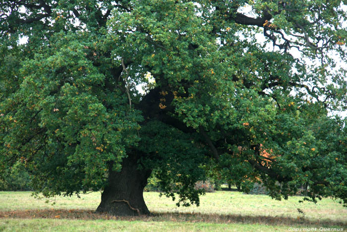Cranbourne Park oude eikebomen WINDSOR / Engeland 