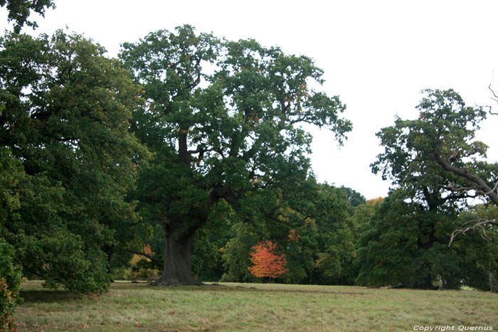 Cranbourne Park oude eikebomen WINDSOR / Engeland 