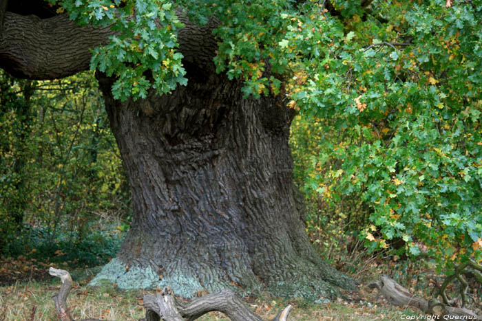 Cranbourne Park oude eikebomen WINDSOR / Engeland 