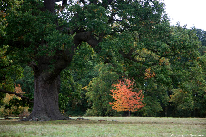 Cranbourne Park oude eikebomen WINDSOR / Engeland 