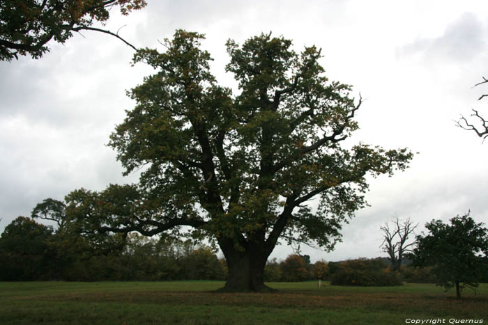 Cranbourne Park Old Oak Trees WINDSOR / United Kingdom 