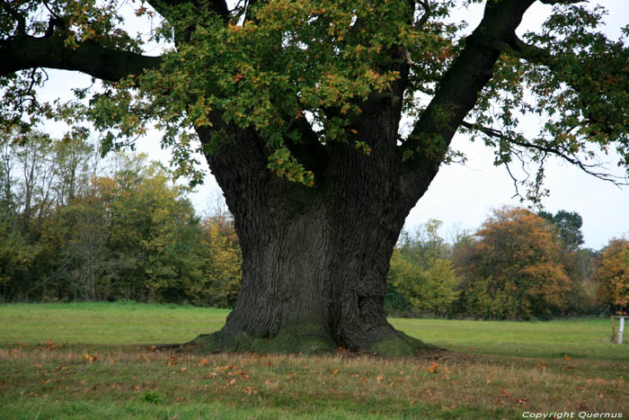 Cranbourne Park oude eikebomen WINDSOR / Engeland 