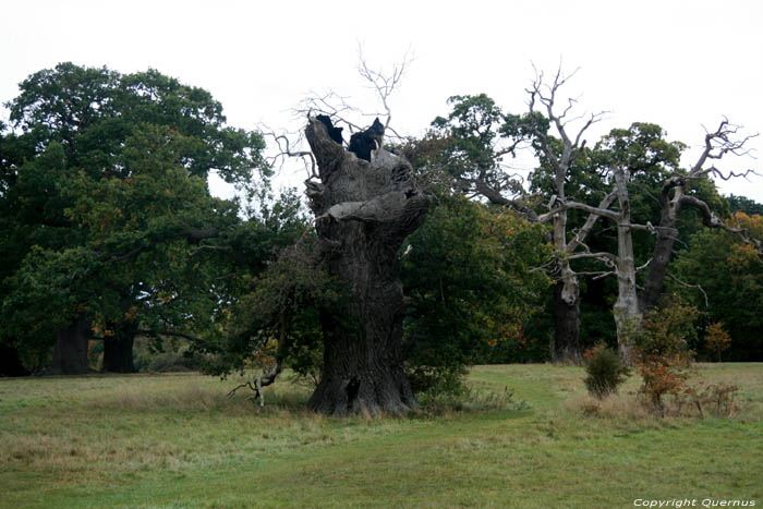 Cranbourne Park oude eikebomen WINDSOR / Engeland 