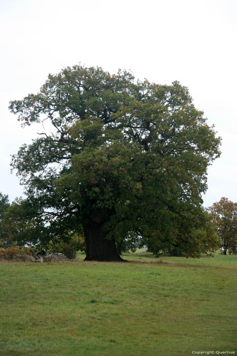 Cranbourne Park oude eikebomen WINDSOR / Engeland 