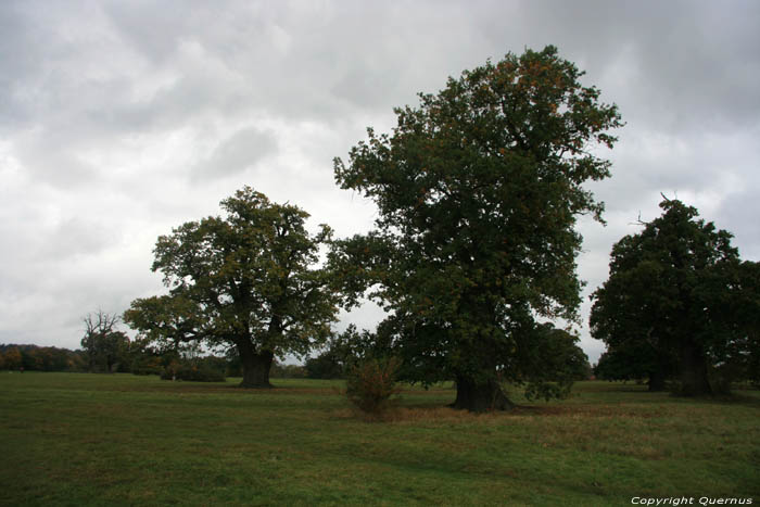 Cranbourne Park oude eikebomen WINDSOR / Engeland 