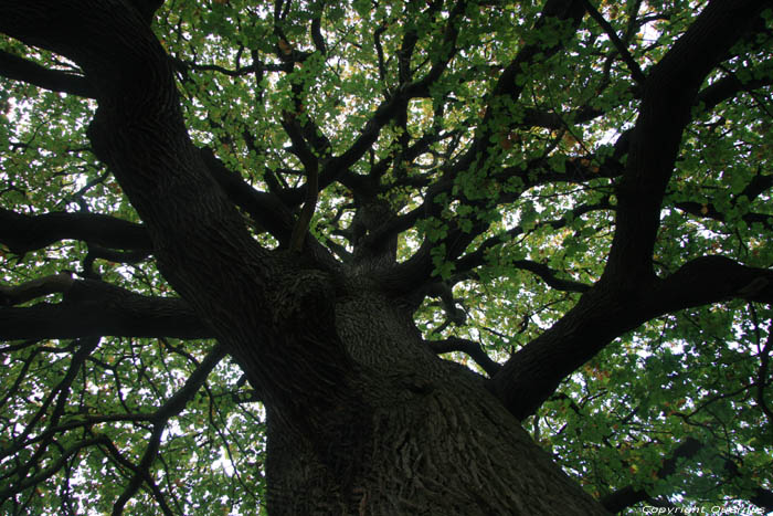 Cranbourne Park oude eikebomen WINDSOR / Engeland 