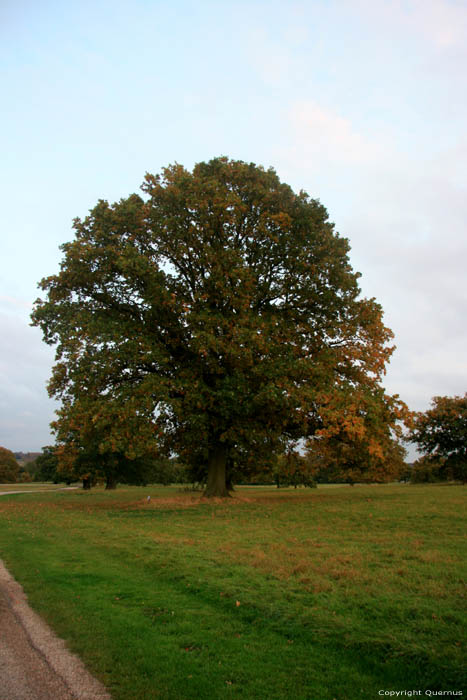 Kind Edward II Oak WINDSOR / United Kingdom 