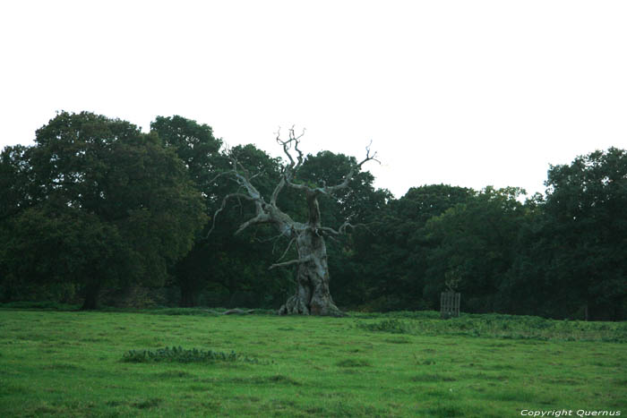 Dead Oak Tree WINDSOR / United Kingdom 