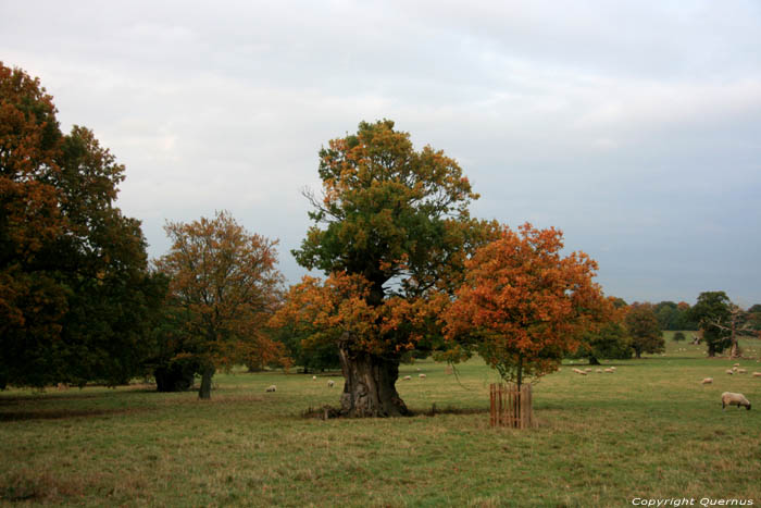 Oude eikebomen WINDSOR / Engeland 