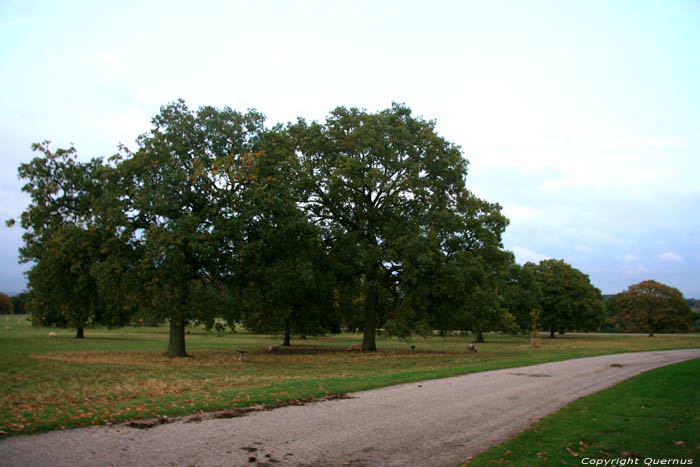 Oude eikebomen WINDSOR / Engeland 