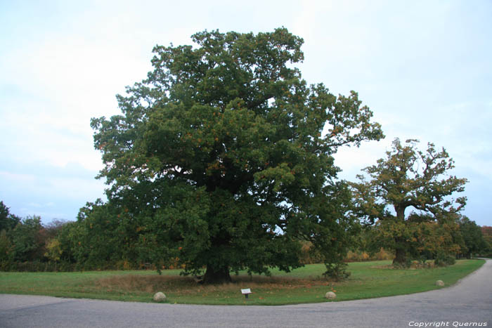 Oude eikebomen WINDSOR / Engeland 