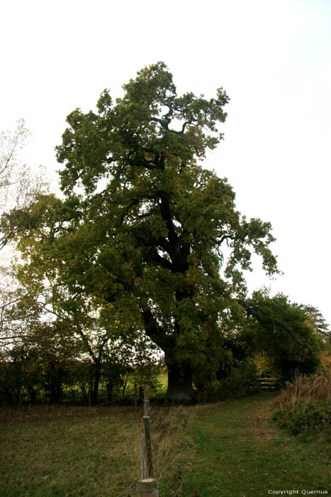 Ancien Chne Dorchester / Angleterre 