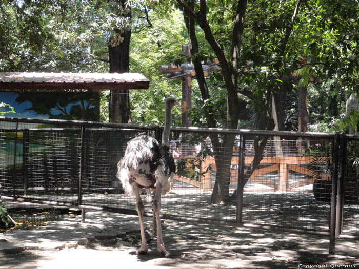 Zoo Manila / Philippines 