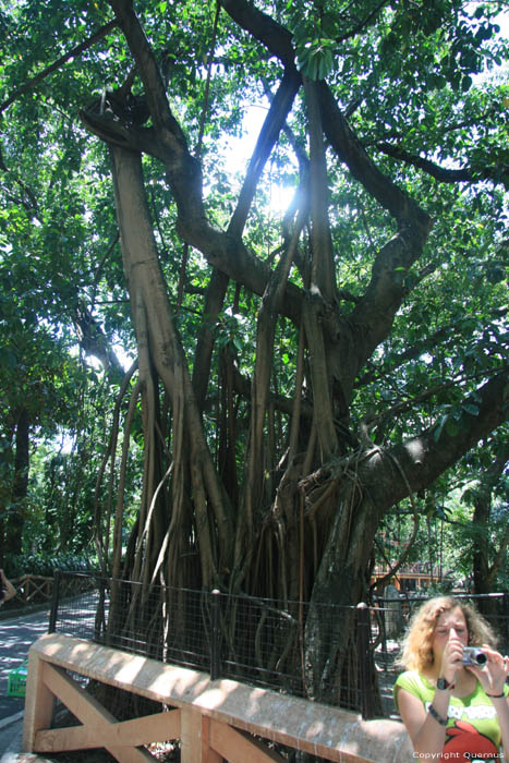 Zoo Manila / Philippines 