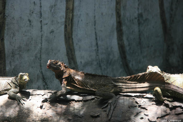 Zoo Manila / Philippines 