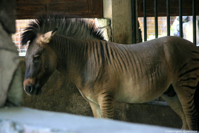 Zoo Manila / Philippines 