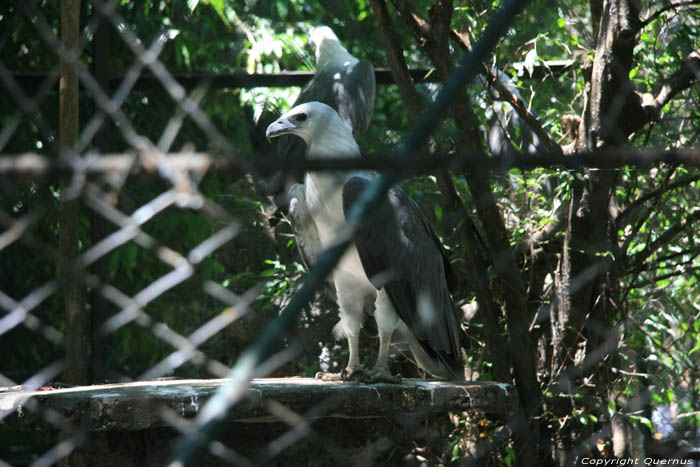 Zoo Manila / Philippines 