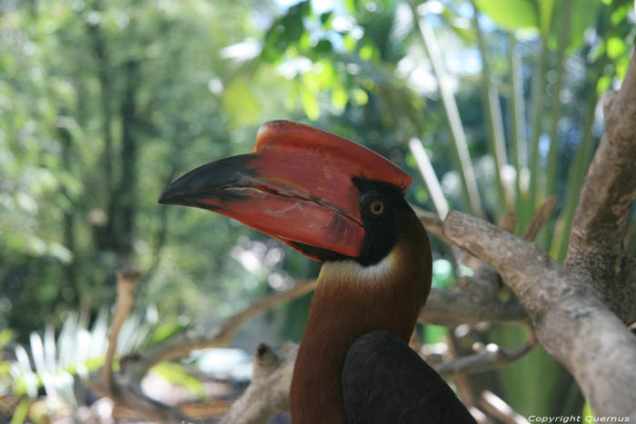 Zoo Manila / Philippines 