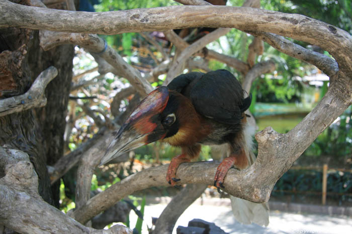 Zoo Manila / Philippines 