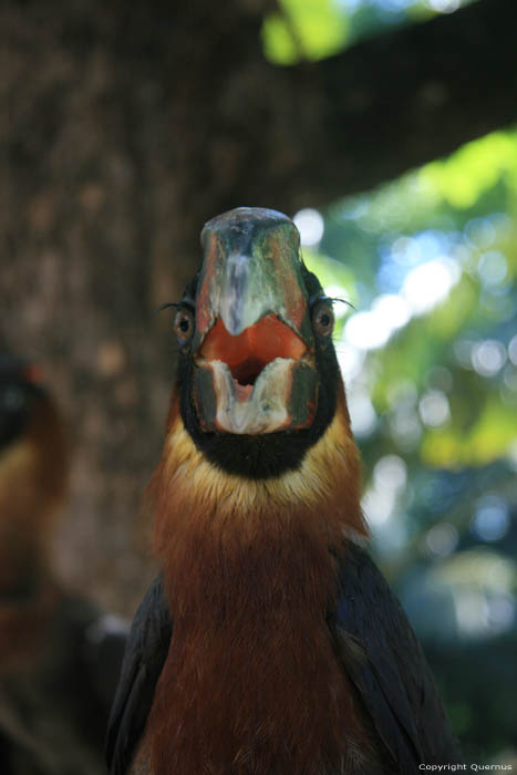 Zoo Manila / Philippines 