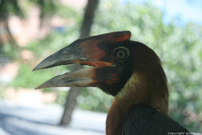 Zoo Manila / Philippines 