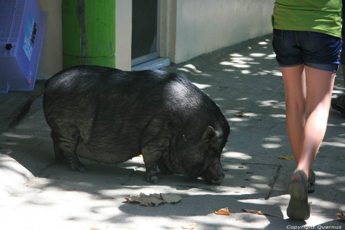 Zoo Manila / Philippines 