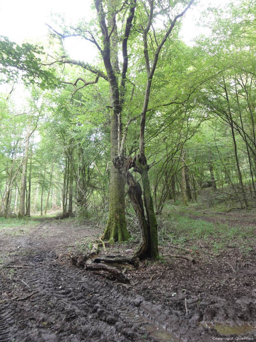 Tree close to Hermeton Gochene in DOISCHE / BELGIUM 